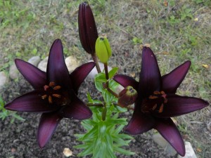 садовая лилия - чёрная
